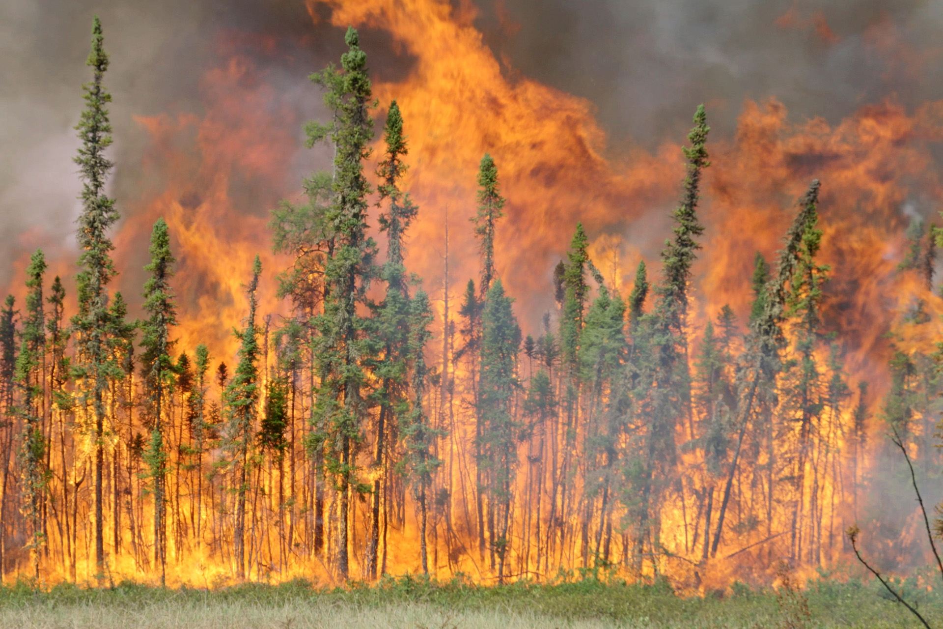 A boreal forest wildfire, flames rising through a stand of conifers.