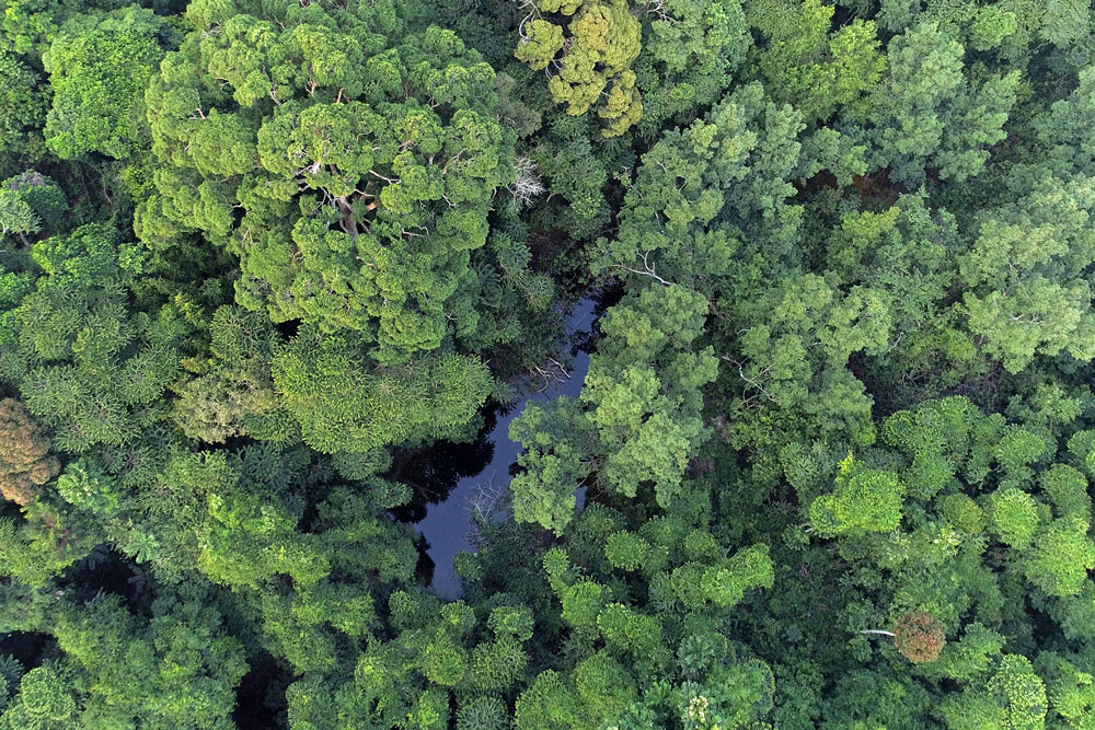 Aerial view of dense rainforest canopy with a dark river winding through the trees.