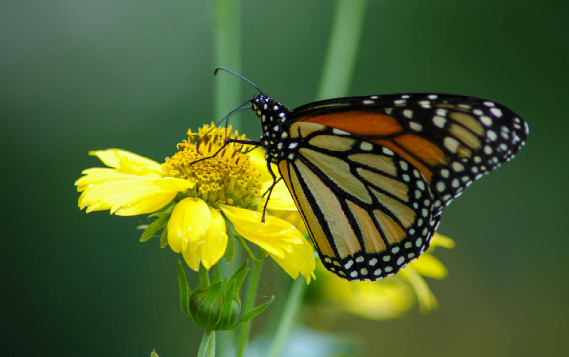 A Monarch butterfly rests on a yellow flower, wings spread, its proboscis reaching into the blossom.