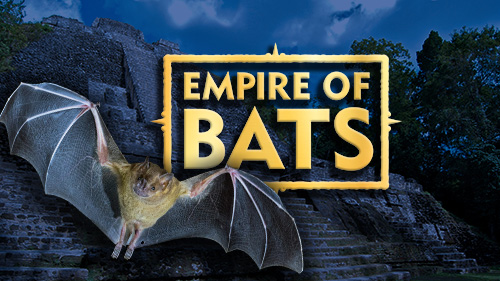 Empire of Bats