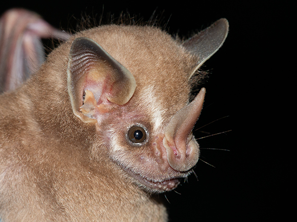 Empire of Bats